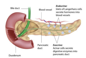 Pancreatic Cancer