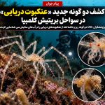 UBC Researchers Discover Two New Sea Spider Species in the Salish Sea